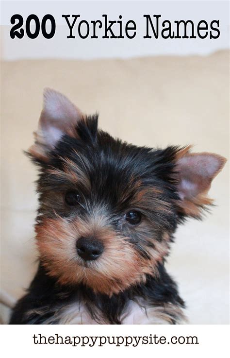 cute yorkie male names|tiny yorkie dog names.